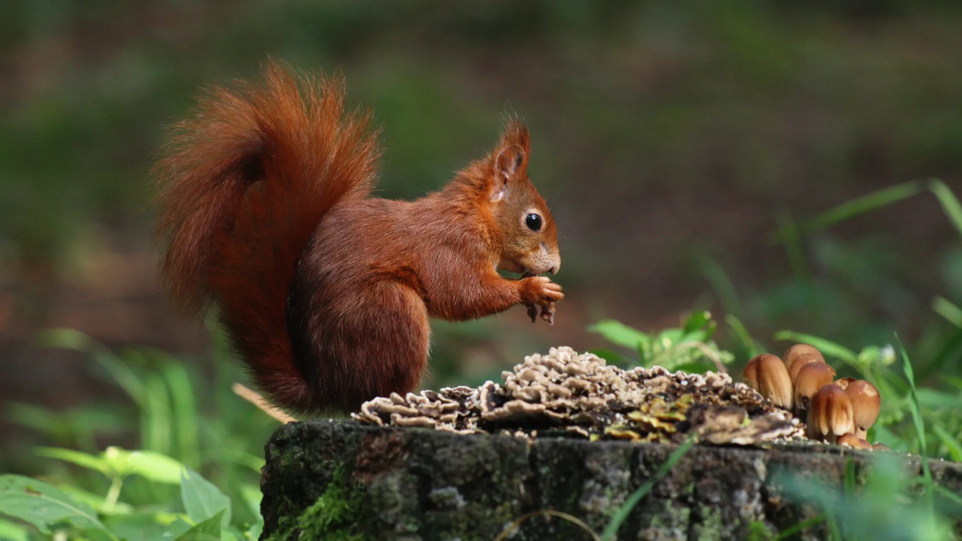 Adobe Stock 294453511 2